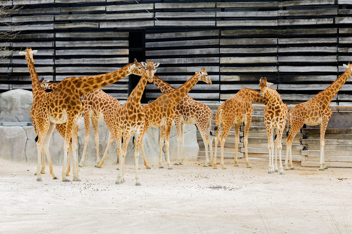 Turuncu Zürafalar Turuncu Zürafalar