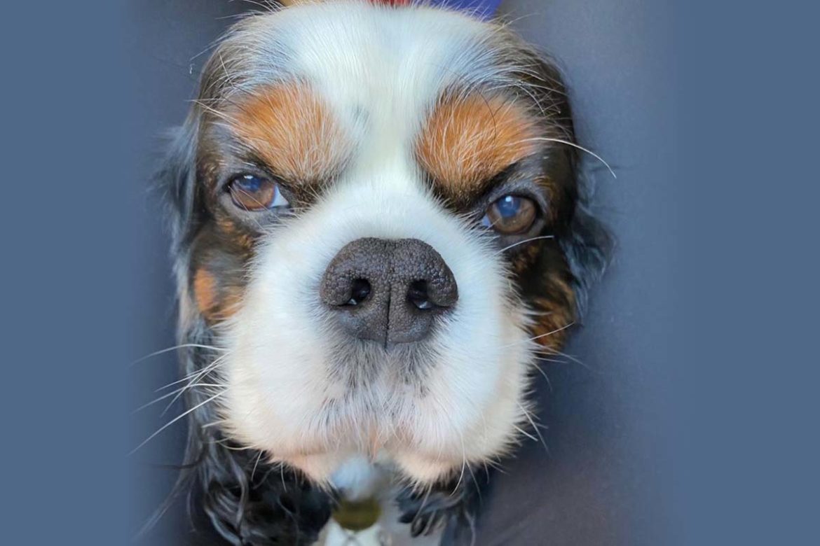 Şanslı Oğlum Bir Köpekten Çok Daha Fazlası
