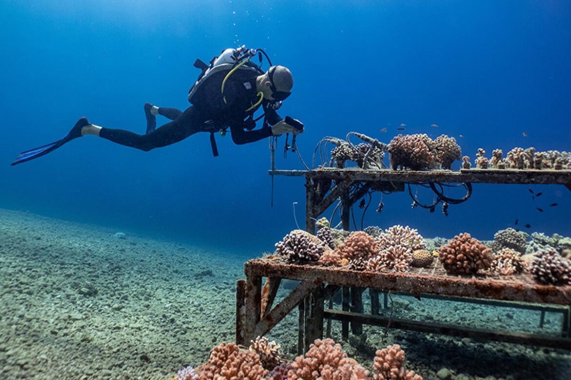 Kızıldeniz Kızıldeniz